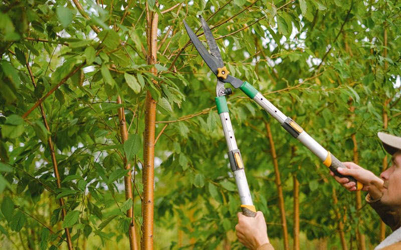 Tree trimming in Cromwell, IA